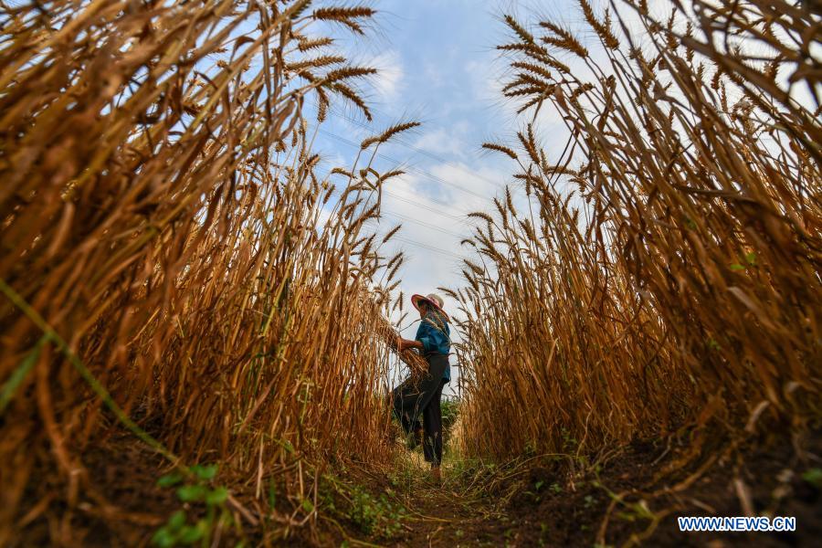 A farmer harvests wheat at Wushi Village, Shaojiaqiao Township, Sinan County of southwest China's Guizhou Province, May 13, 2020. China's grain output reached nearly 670 billion kg in 2020, up 5.65 billion kg, or 0.9 percent, from last year, the National Bureau of Statistics (NBS) said on Thursday. This marks the sixth consecutive year that the country's total grain production has exceeded 650 billion kg. The bumper harvest comes despite disrupted farming as a result of the COVID-19 epidemic, which has been held in check thanks to efforts to ensure the transportation of agricultural materials and strengthen farming management. (Xinhua/Yang Wenbin)
