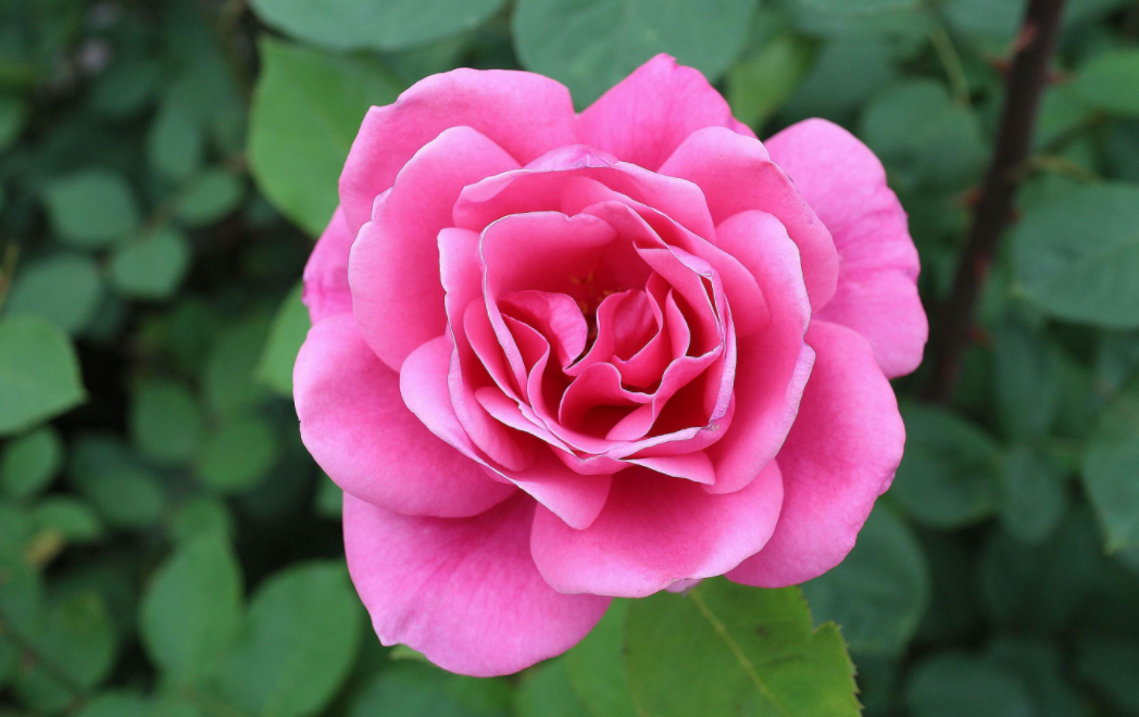 月月红月季爆花效果超级棒3招爆盆小技巧收藏夹必备