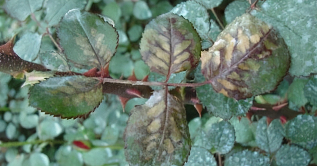 什么是月季霜霉病又该如何做到早发现早预防