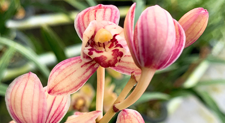 此款铭品兰花香味醇正每年多次开花金边线艺明显