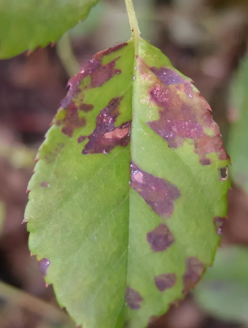 什么是月季霜霉病又该如何做到早发现早预防