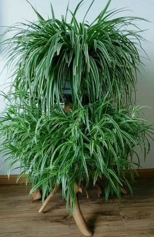 家里养吊兰了解掌握几个要点新手也可以养爆盆