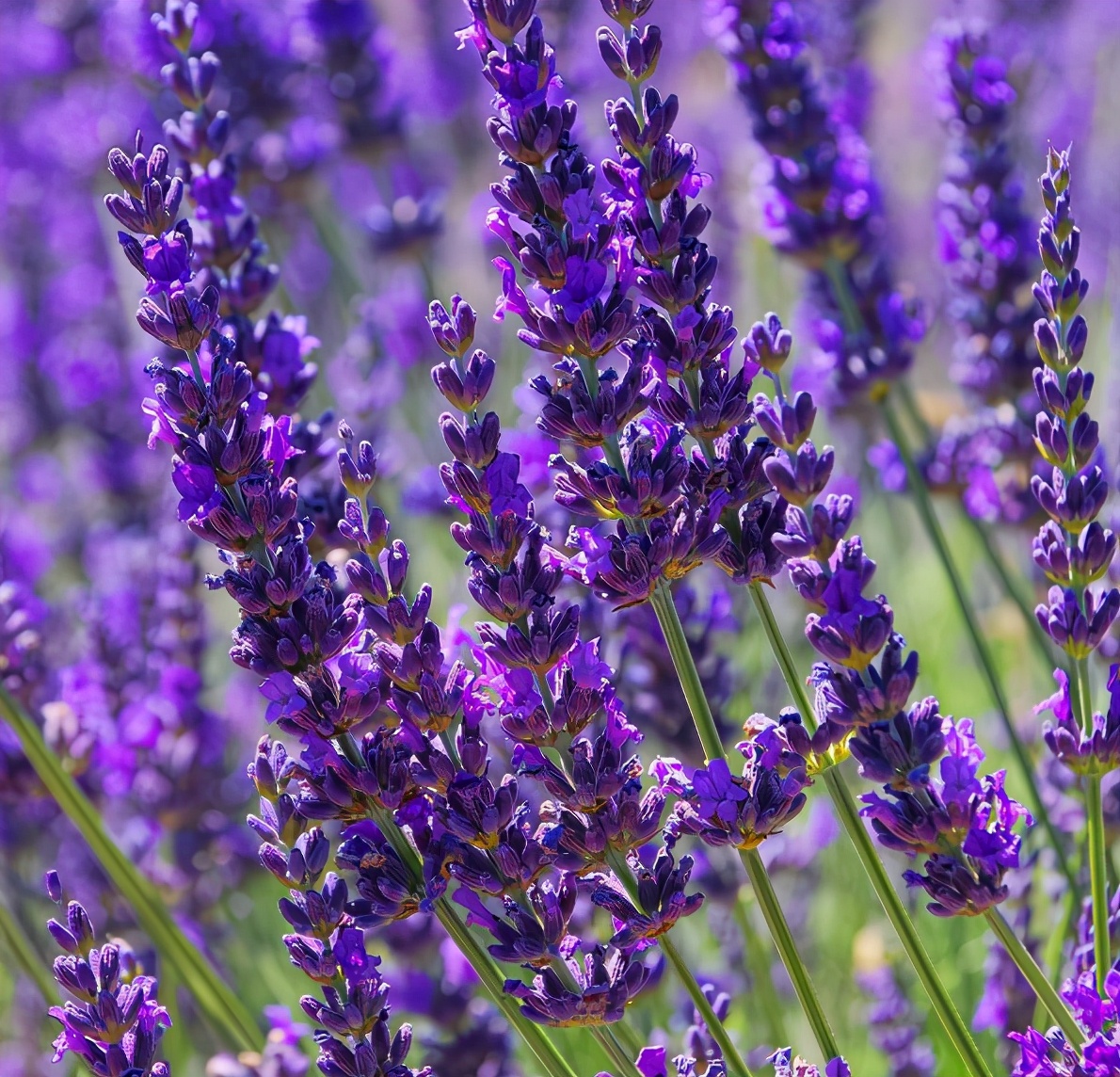 薰衣草的养护有窍门这六种方法可以收藏备用哦