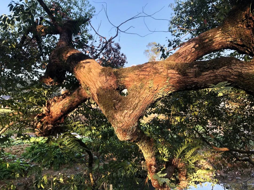 “在地愿为连理枝”?真的,在福鼎点头的一个村里找到了!|福鼎|连理枝|樟树_新浪新闻