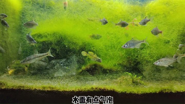 鱼缸爆藻欣赏效果确实很好,但是藻类多了,也不是什么好事