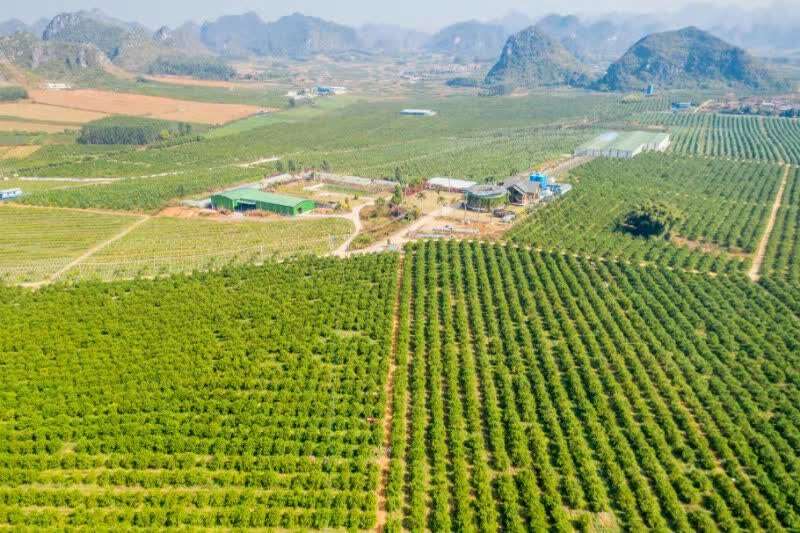 广西种沃柑有几个地方可以种(广西沃柑哪里种植最多)