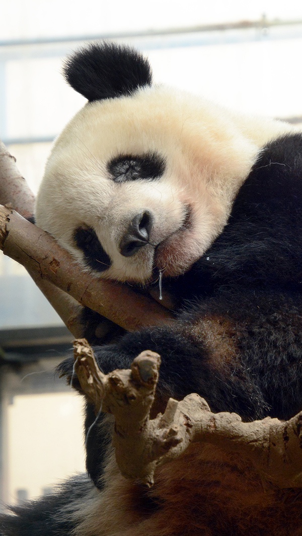 大熊猫"香香"回国推迟至明年5月,在日本引发各种送别活动