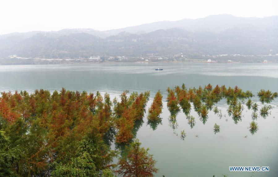 Photo taken on Dec. 10, 2020 shows scenery of taxodium trees near the Yangtze River in Dazhou Town, Wanzhou District of southwest China's Chongqing. As from 2009, Wanzhou District has planted over 1,800 Mu (120 hectares) of taxodium trees on the banks of the Yangtze River, which help contain the water and soil and improve the environment. (Xinhua/Wang Quanchao)