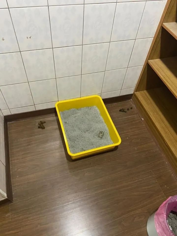 为让猫能在盆里拉屎,主人能有多奔溃?网友:这画面直接崩溃,终身难忘!