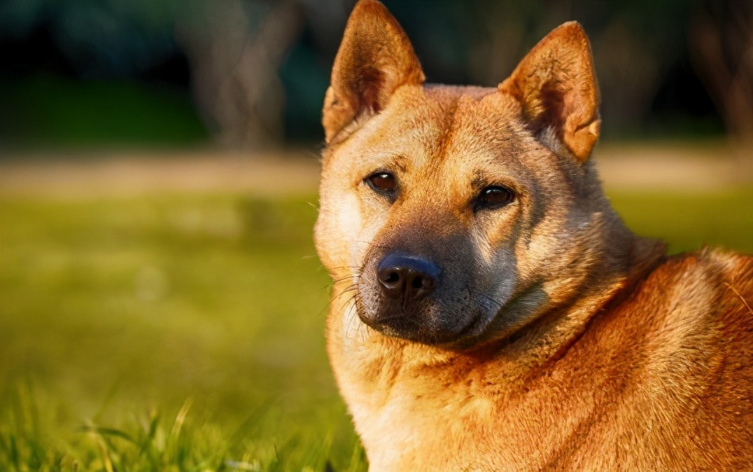 你家狗狗,如果有这些行为,你就偷着乐吧