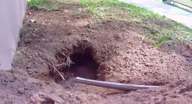 男子在自家后院挖坑种树引来不速之客最后乐坏他