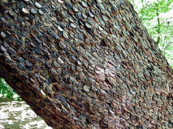 英国现身神奇"摇钱树",树身密密麻麻长满的硬币