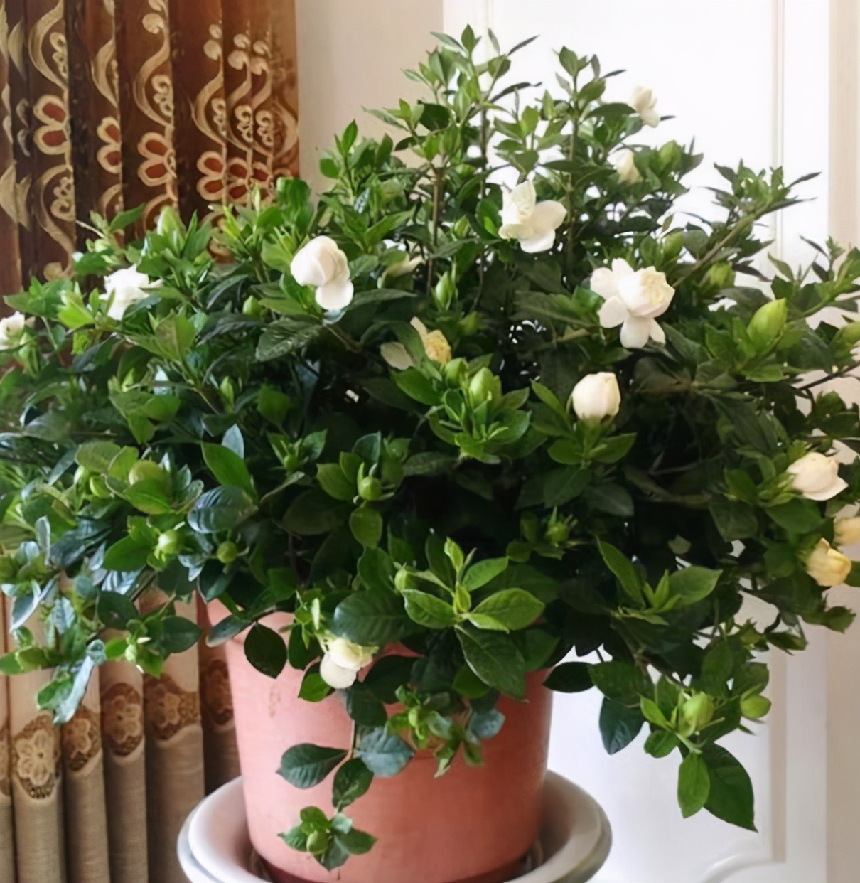 冬天家里养盆香水花,满屋子都是香味!