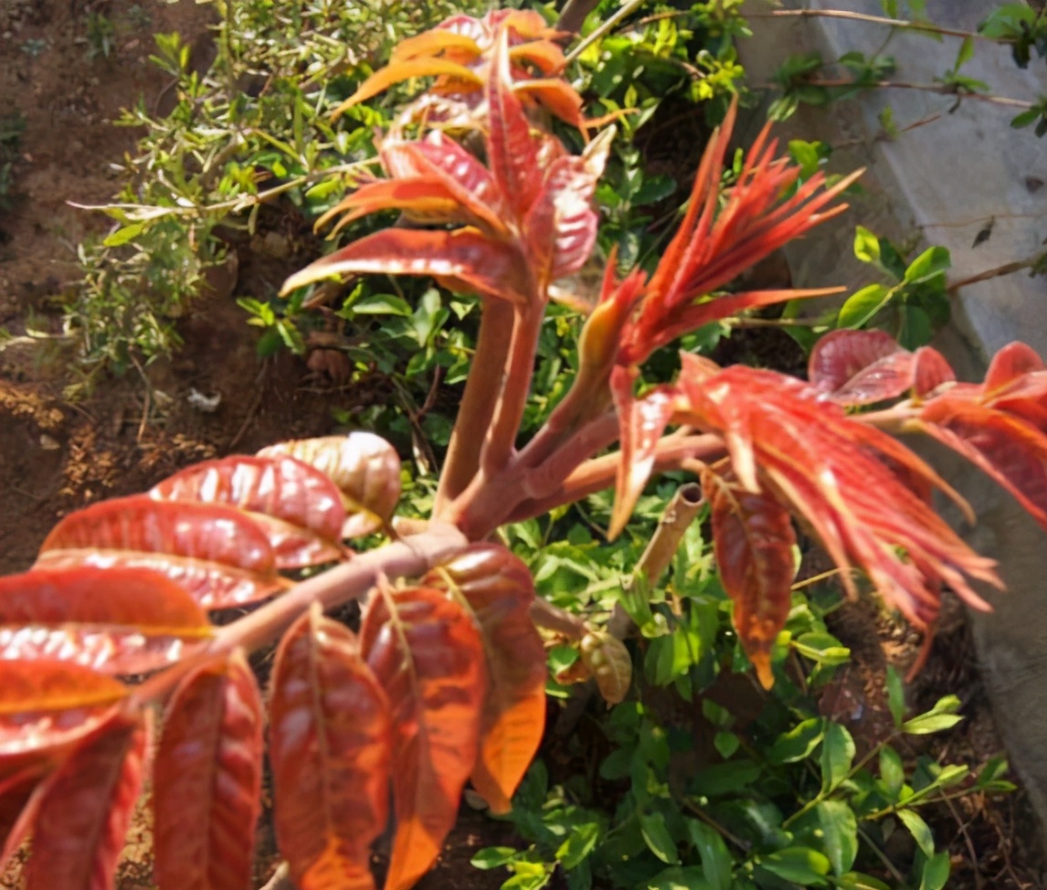 的蔬菜,为了家人身体健康,再懒这步都不能省|蔬菜|香椿|菠菜_新浪新闻