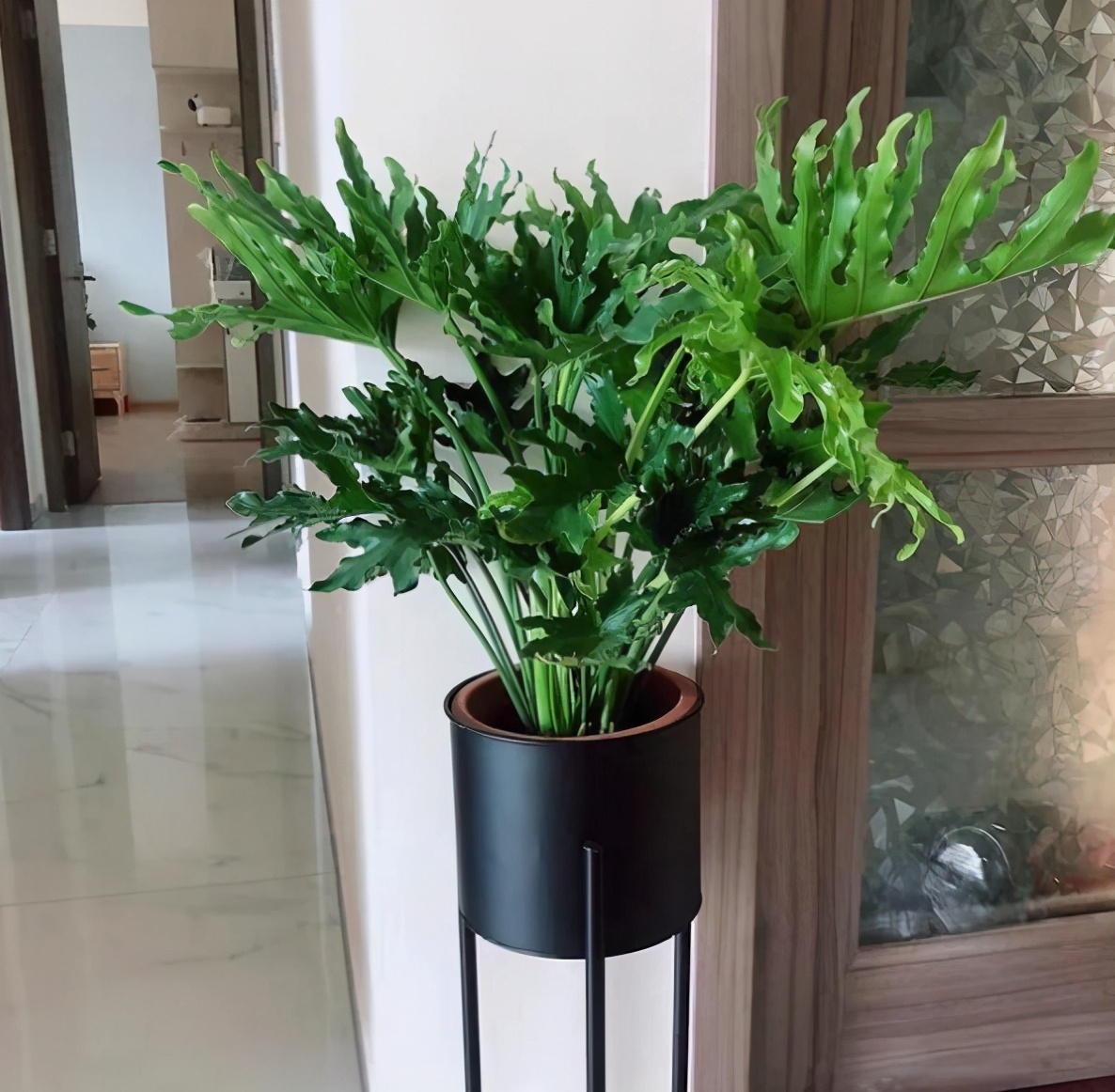 很耐阴的5种观叶植物,漂亮又好养!