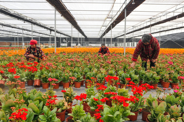 沭阳初冬盛开富民花