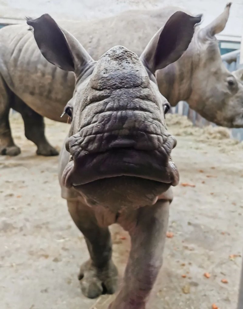 还记得前段时间上过央视的济南野生动物世界的网红小犀牛吗?