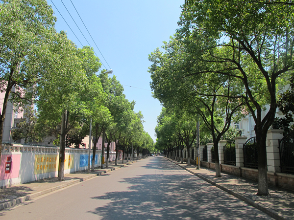 心痛!浦东金樟小区100多棵树木被"下狠手"