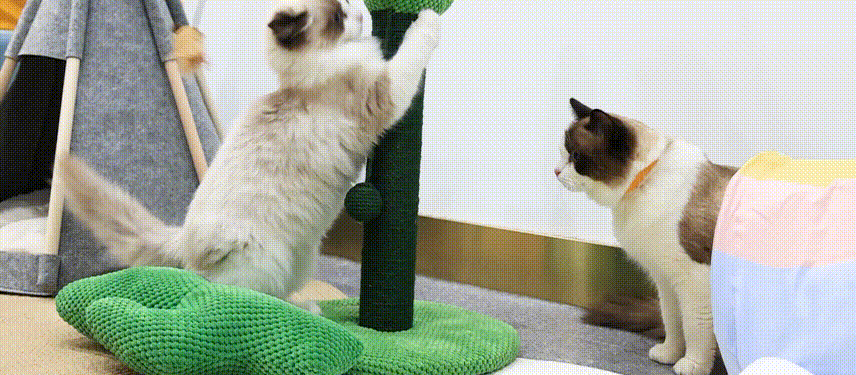 856_375gif 动态图 动图