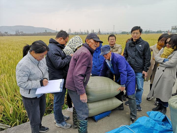 浙江日报|宁波连作晚稻百亩方产量创纪录