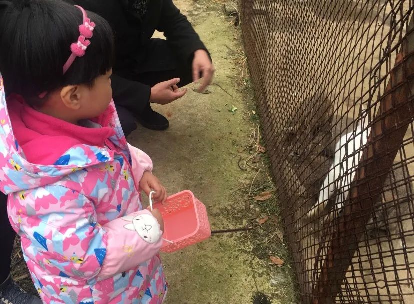 ▲陈楠女儿在动物园看兔子