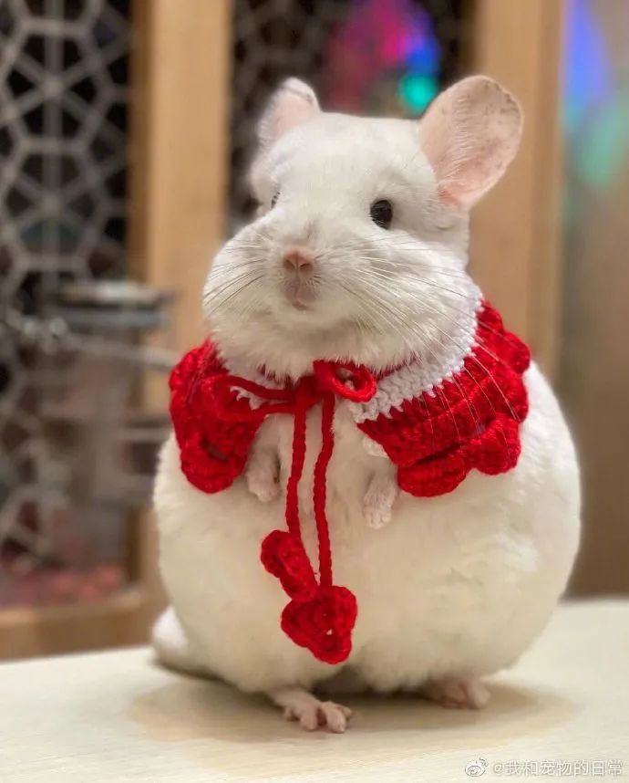 又想骗我养龙猫了?胖成个球真的超可爱!