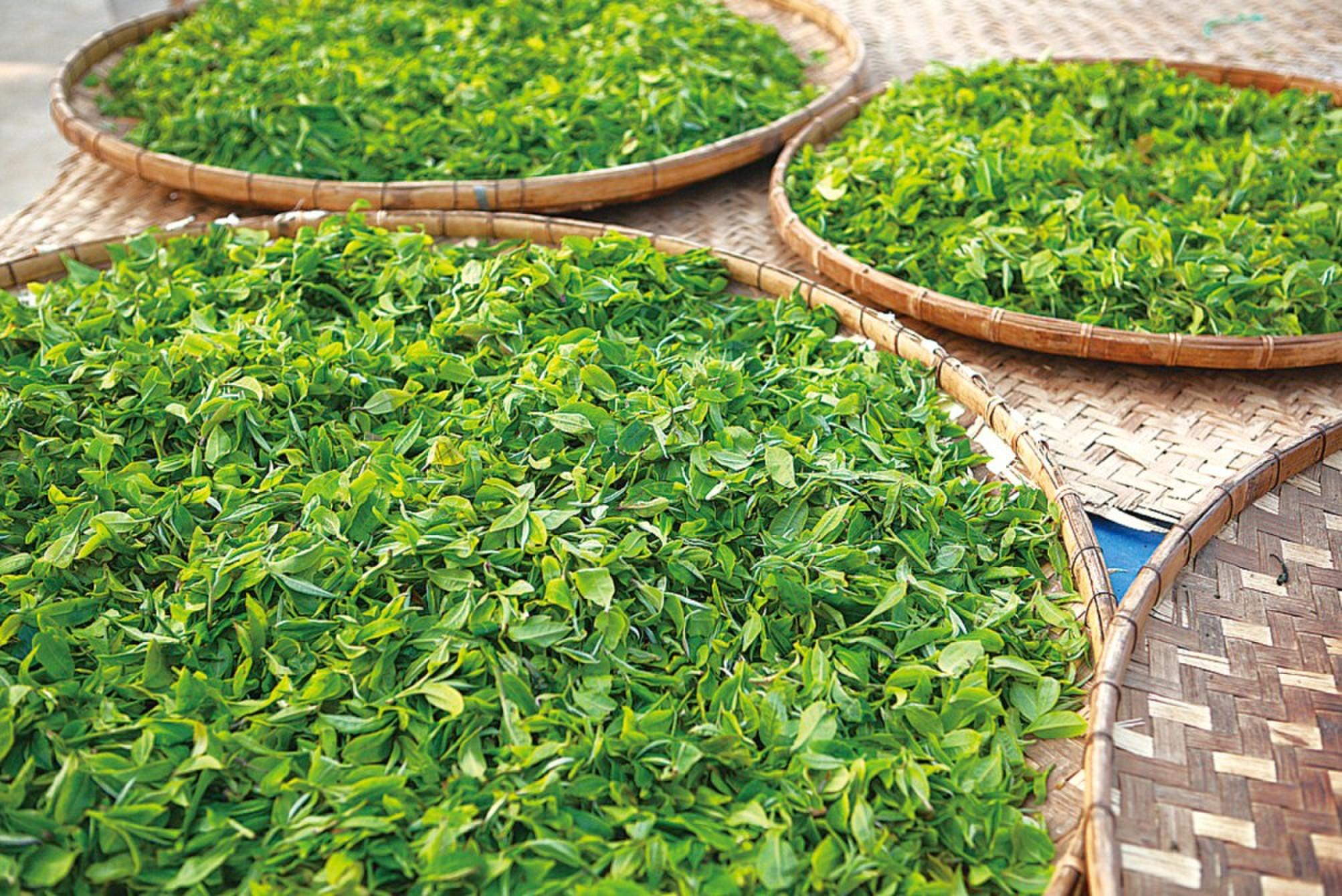 比起隔夜茶喝这种茶水更容易危害身体赶紧告知身边喝茶人