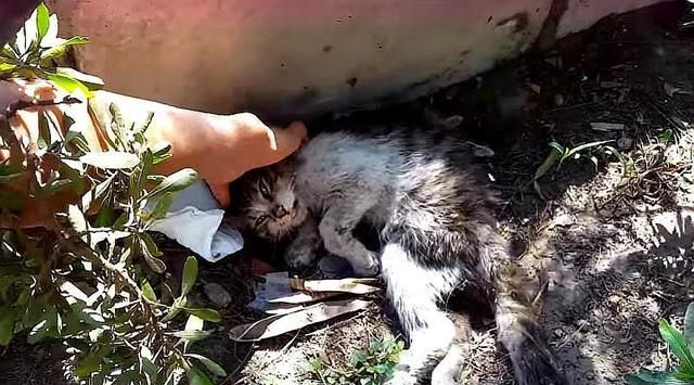 流浪猫被狗咬伤小孩偷偷保护5天鼓起勇气向人求助为时已晚