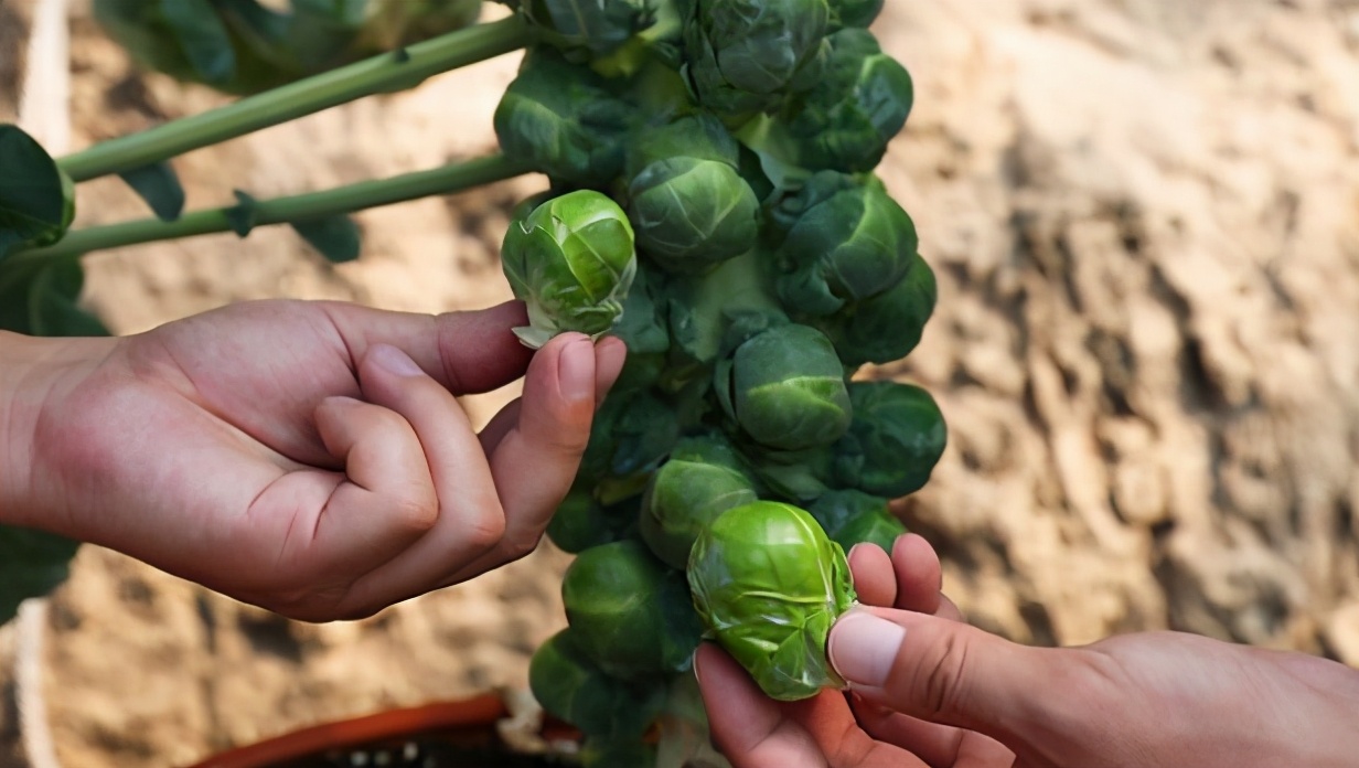菜市场很少见的6种蔬菜吃过3种以上的是吃货