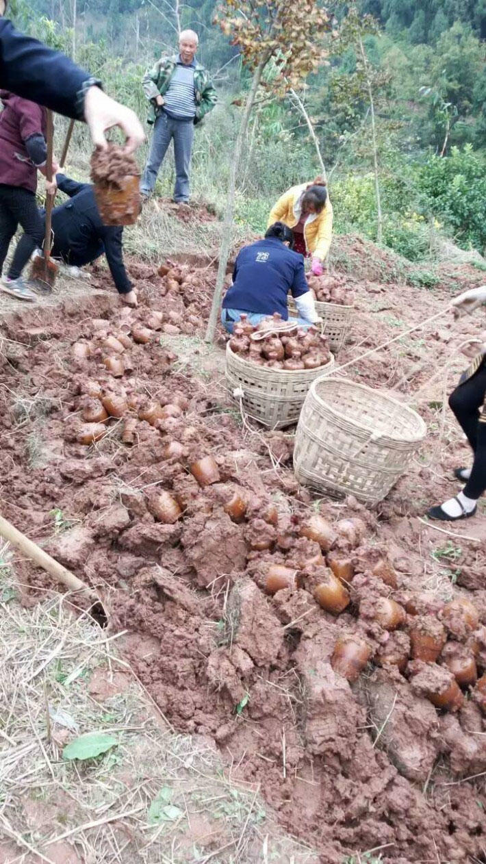男子野外挖出大量神秘瓷器，引起大量居民哄抢，大跌眼镜休闲区蓝鸢梦想 - Www.slyday.coM