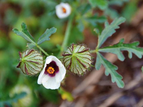 野西瓜苗的小花,原创拍摄