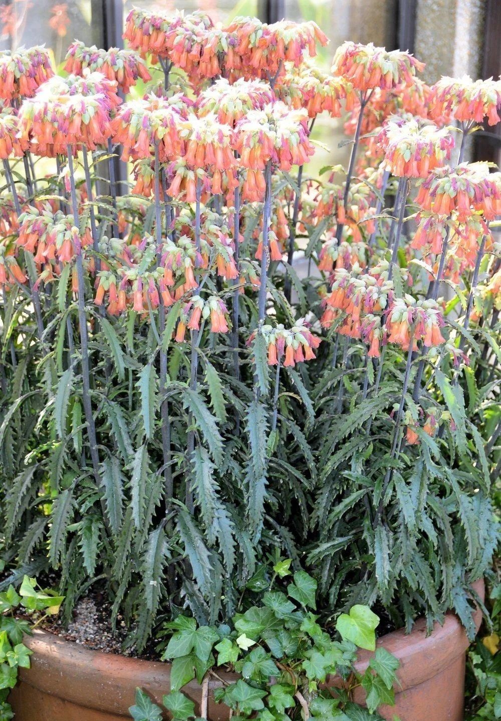 比长寿花好养的一类多肉落地生根属的大家庭品种多花朵好看