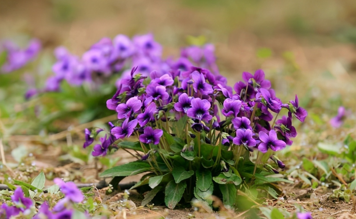 农村常见的8种野花,一起认识下吧!__财经头条