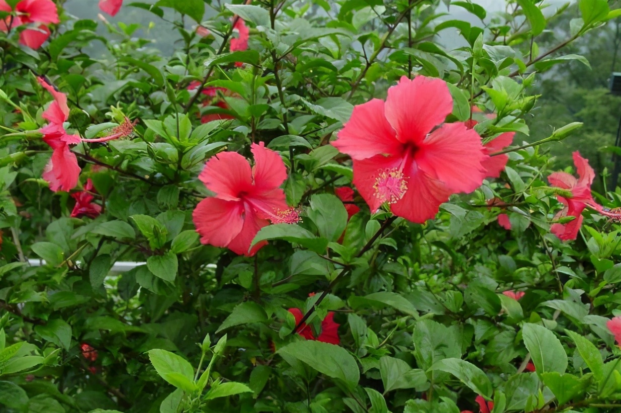 扶桑花|小丽花|海棠_新浪新闻