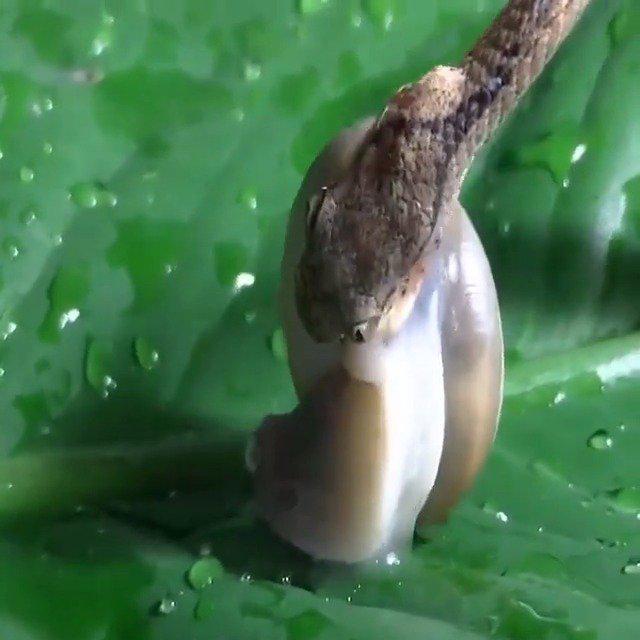 蜗牛是吃草的?放条鱼在湖里做实验,结果蜗牛竟要吃肉