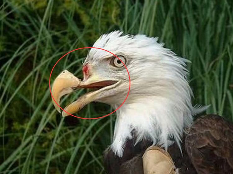 小伙野外发现一只鹰不太对劲,看到鹰嘴后,小伙不再淡定