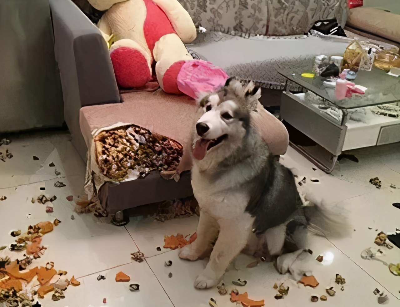 它拆家可能没有哈士奇和萨摩耶那么厉害,见什么拆什么,它是有目的地拆