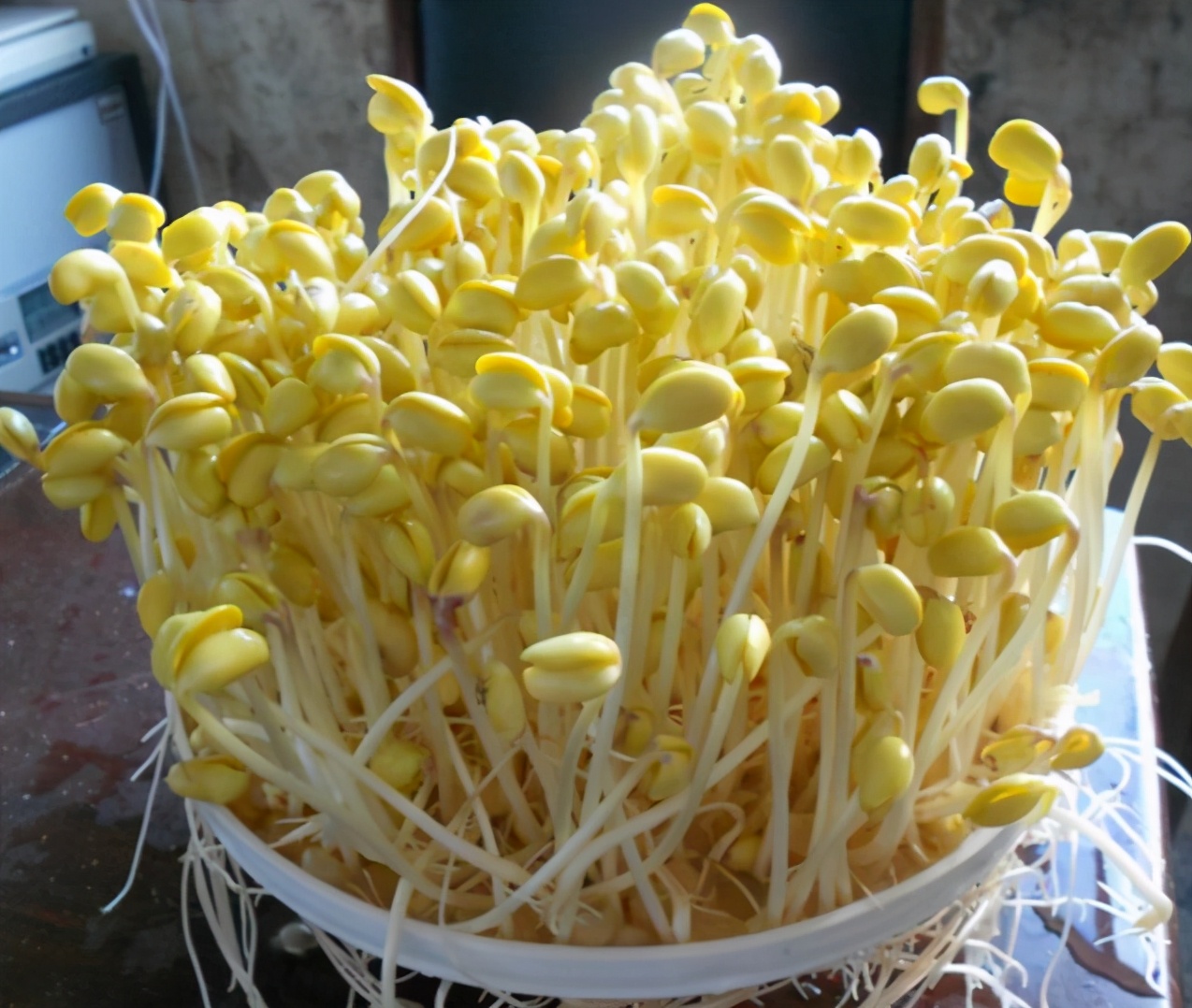 有豆子就能发,3天就发好,无化肥更健康,超简单|豆芽|豆子|黄豆芽_新浪