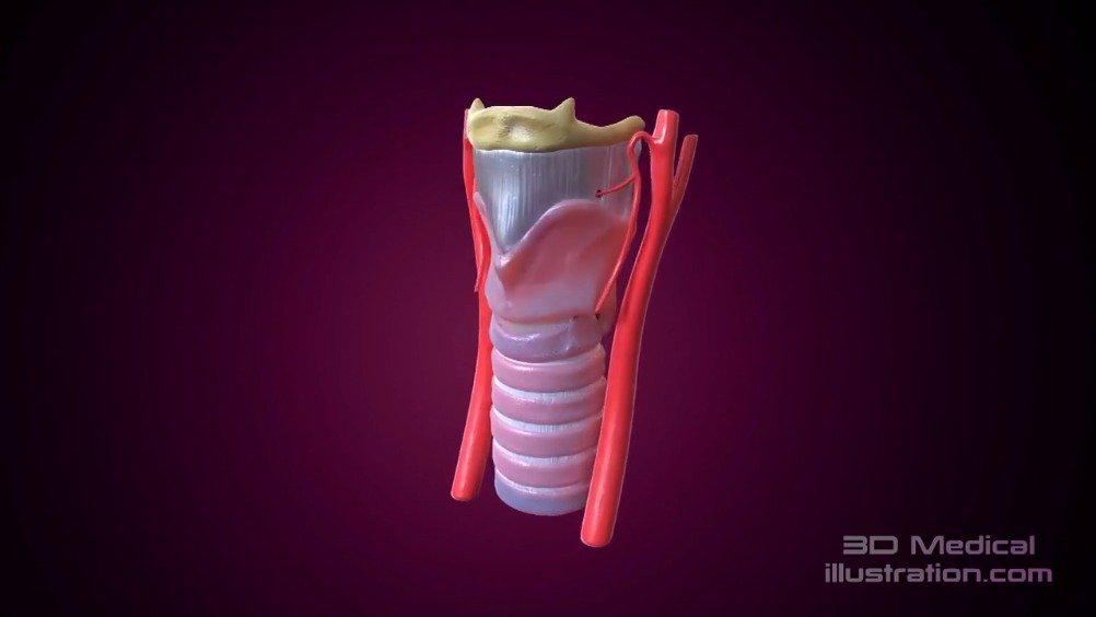 医学动画:声带内收肌和外展肌
