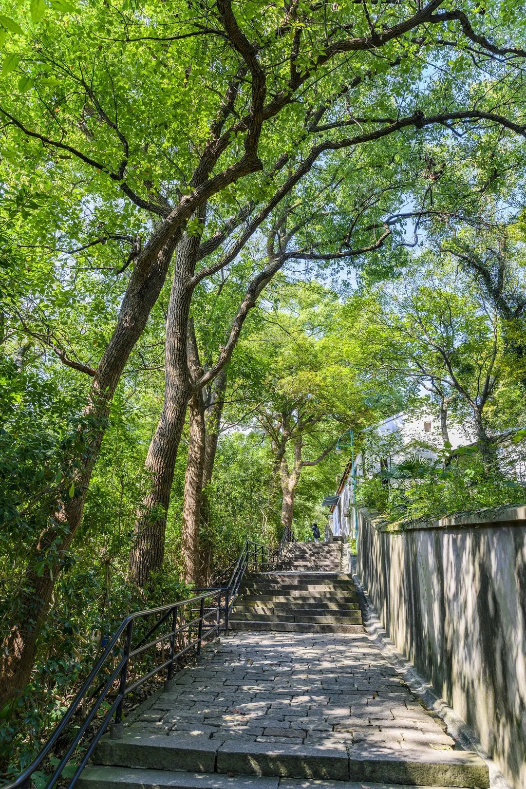 探索佘山九峰十二山的古树之最你听说过吗