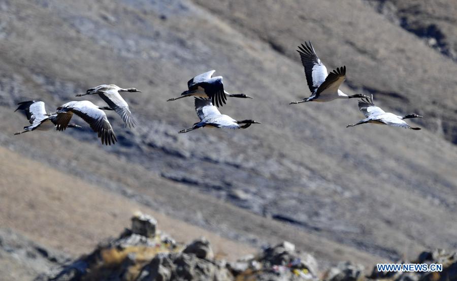 Black-necked cranes hover over a nature reserve in Lhunzhub County, Lhasa, southwest China's Tibet Autonomous Region, Dec. 12, 2020. Established in 1993, the nature reserve in Lhunzhub County attracts an increasing number of black-necked cranes to spend winter here. (Xinhua/Zhang Rufeng)