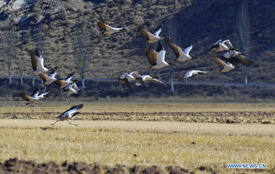 Black-necked cranes hover over a nature reserve in Lhunzhub County, Lhasa, southwest China's Tibet Autonomous Region, Dec. 12, 2020. Established in 1993, the nature reserve in Lhunzhub County attracts an increasing number of black-necked cranes to spend winter here. (Xinhua/Zhang Rufeng)