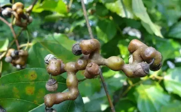 吃过3种才敢说是农村人的野果,看看你吃过几种?