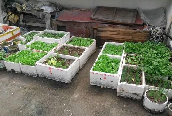 泡沫箱|养花|堆肥_新浪新闻