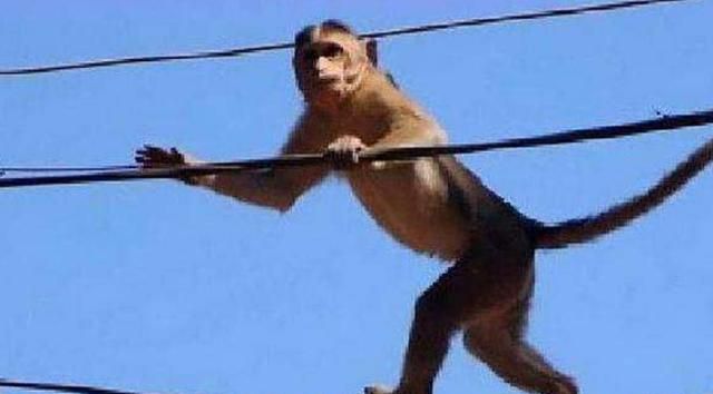 小猴爬到高压电线杆上,下一秒被电成了火猴,镜头拍下全过程!