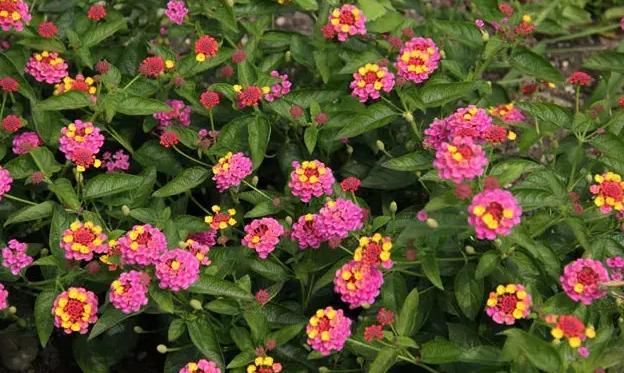 五色梅作为出名的毒花你知道多少能居家盆栽吗