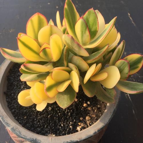 多肉植物落日之雁如何养