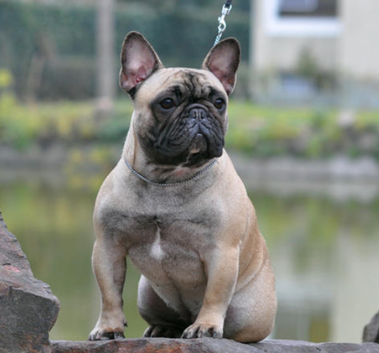 法国斗牛犬的这7点,真的是爱了|法国斗牛犬|饲养法|狗狗_新浪新闻