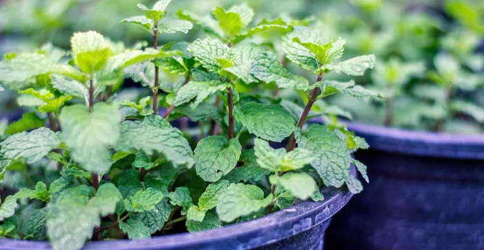 泡茶|花朵|薄荷_新浪新闻