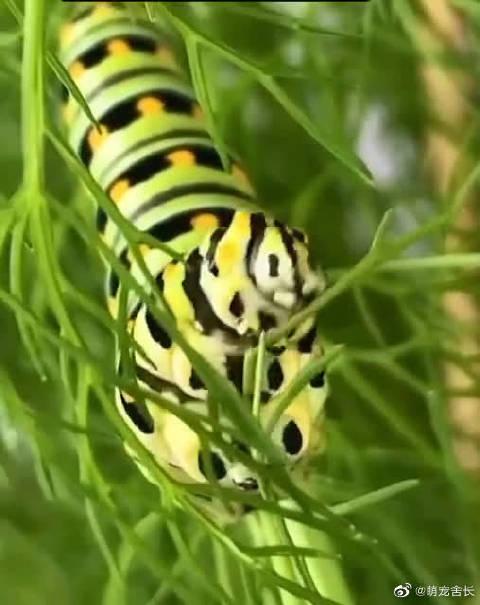 毛毛虫吃播:茴香虫,凤蝶的幼虫形态,只花里胡哨的贪吃鬼